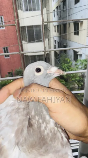 Racer Pigeon