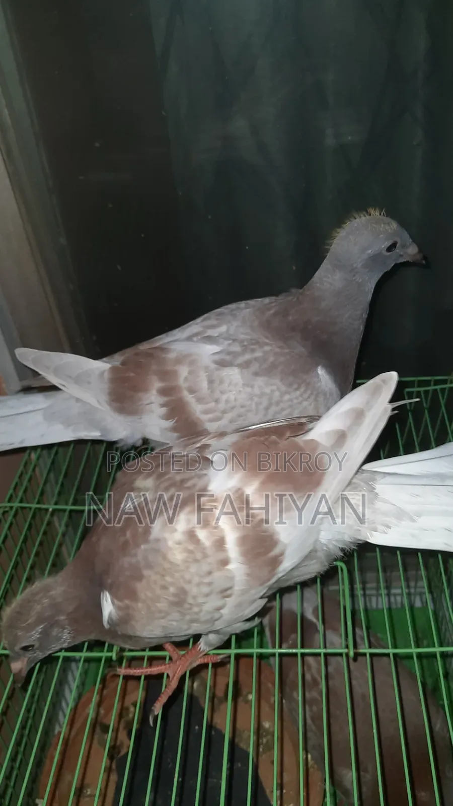 Racer Pigeon