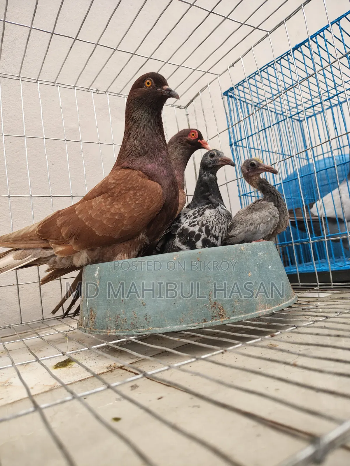 Red Pigeon Pair