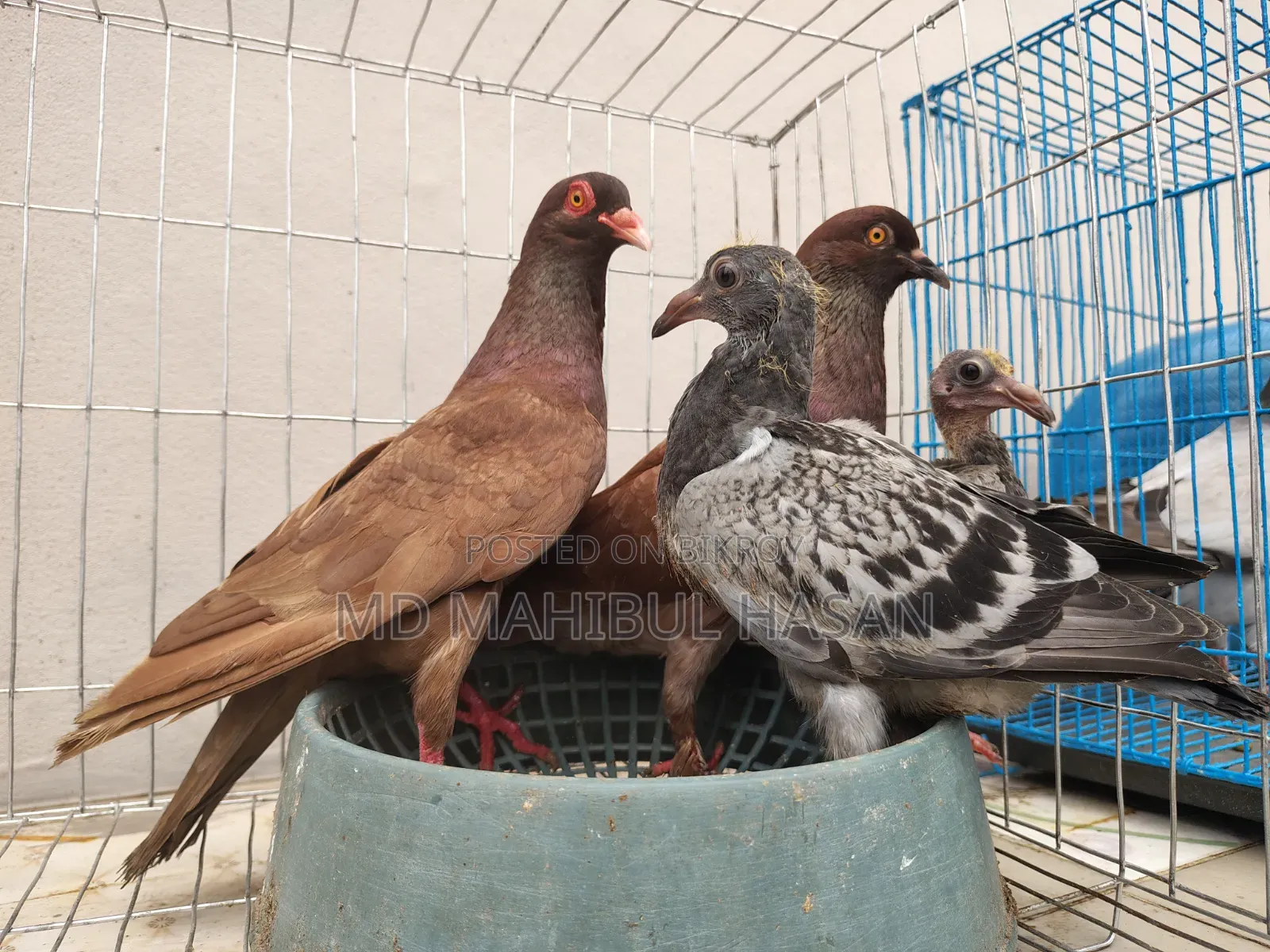 Red Pigeon Pair