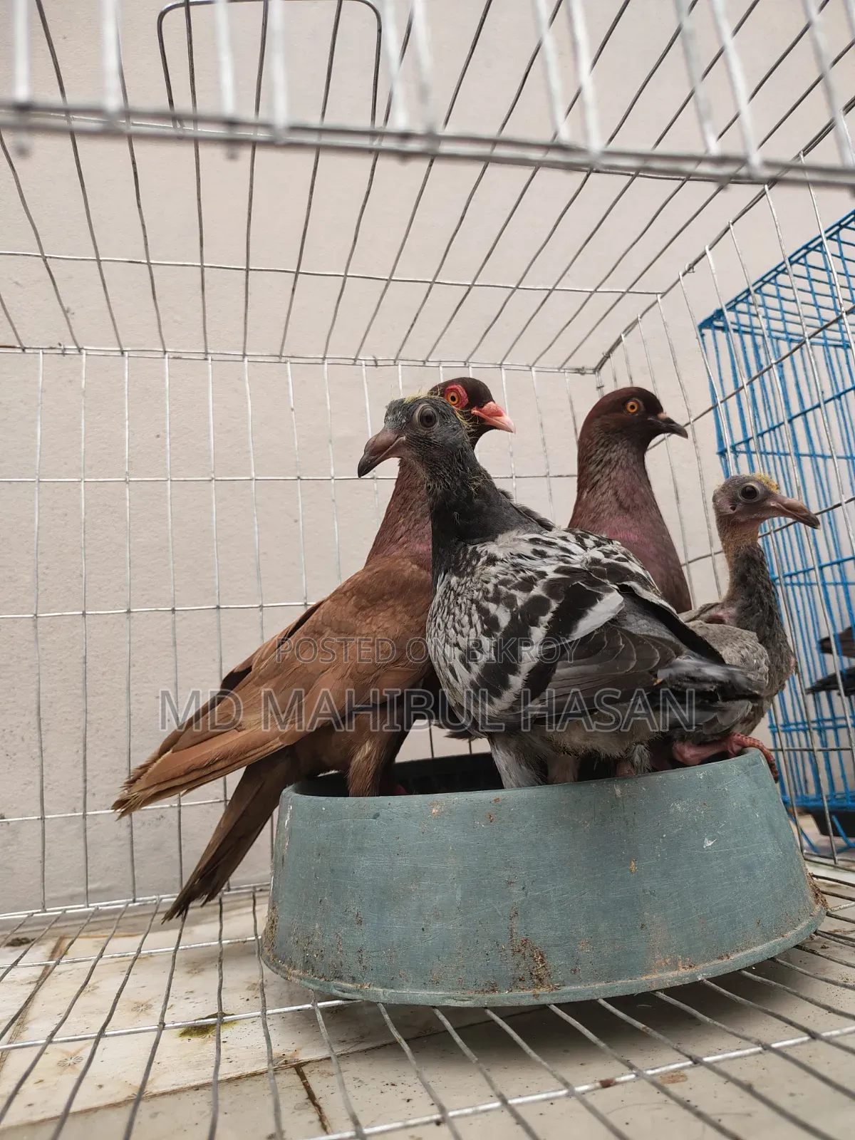 Red Pigeon Pair