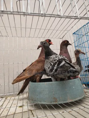 Red Pigeon Pair