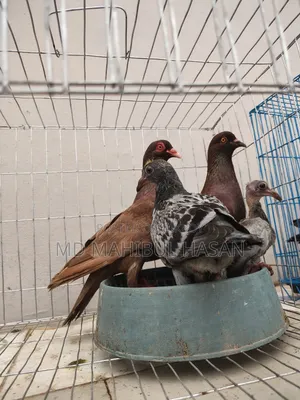 Red Pigeon Pair