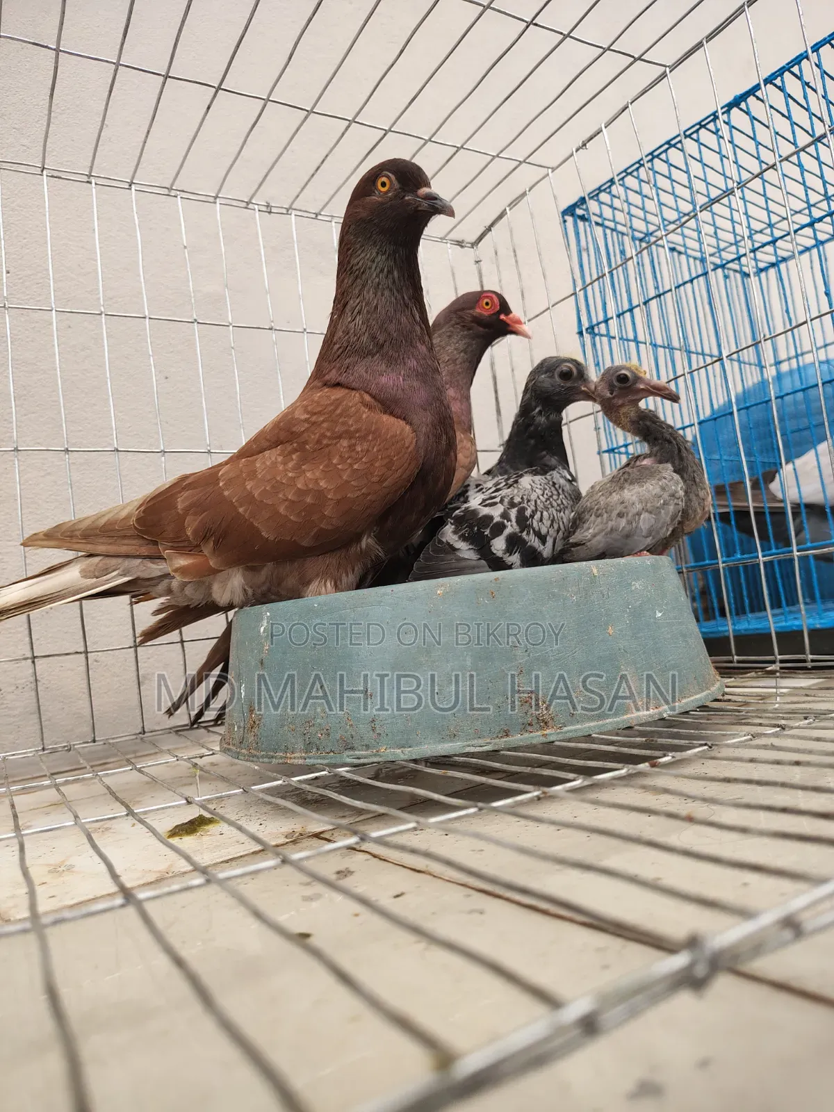 Red Pigeon Pair