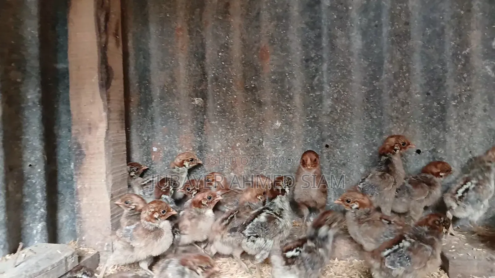 Contact to get Egg Queen Fayoumi chicks