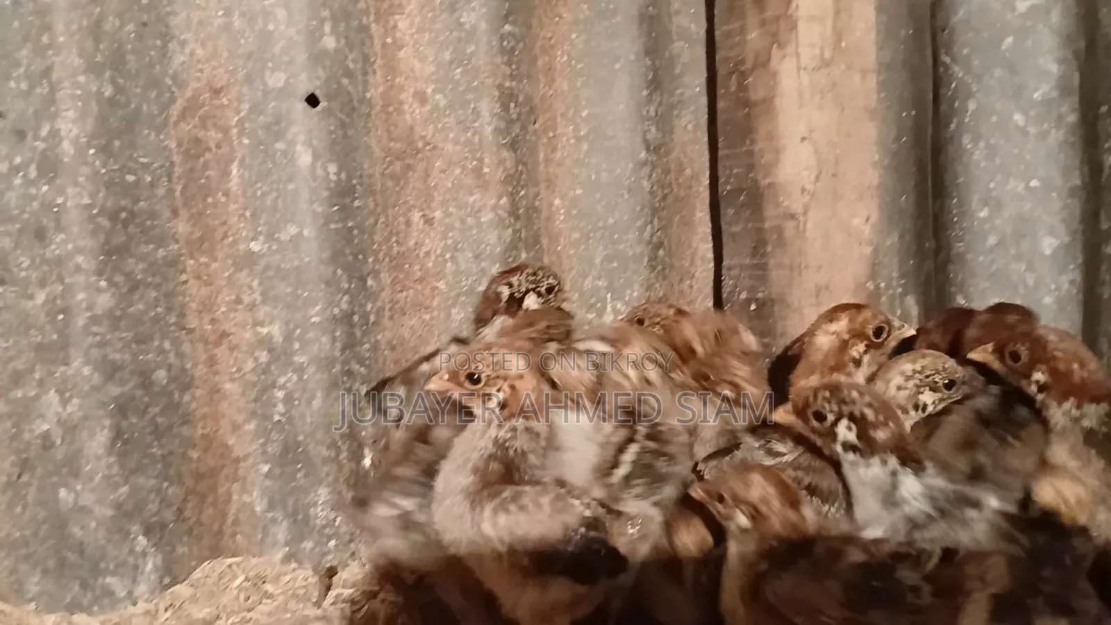 Contact to get Egg Queen Fayoumi chicks