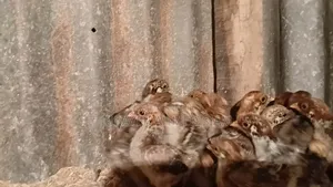 Contact to get Egg Queen Fayoumi chicks