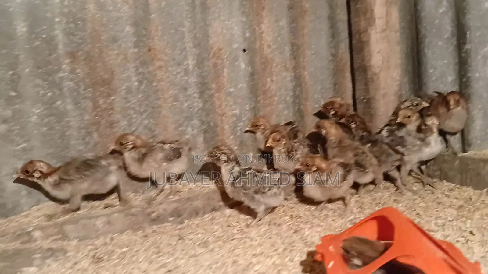 Contact to get Egg Queen Fayoumi chicks