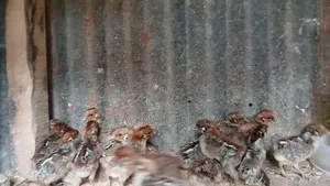 Contact to get Egg Queen Fayoumi chicks