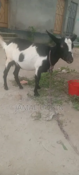 Pregnant goat for sale