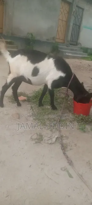 Pregnant goat for sale