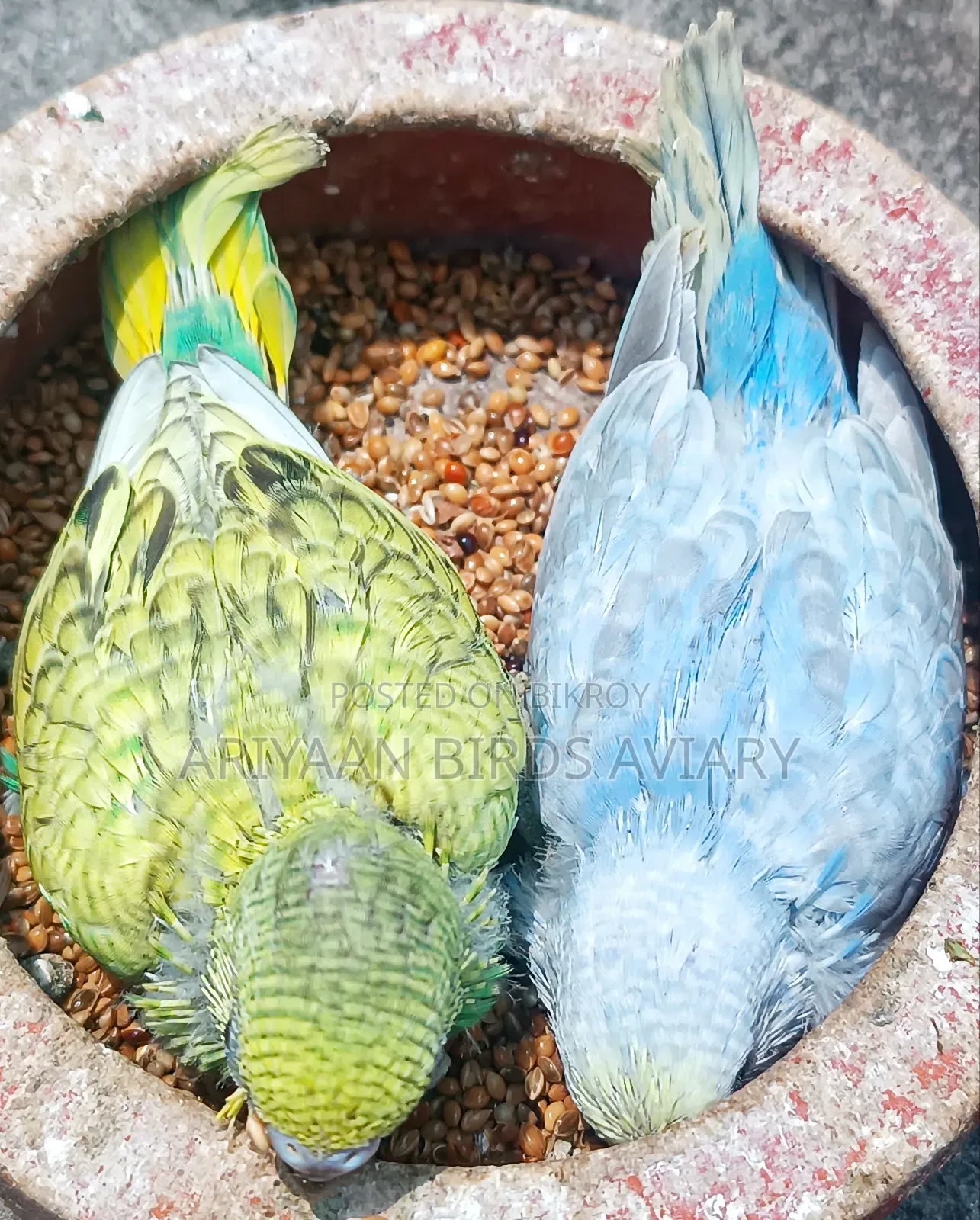 2 Pairs Tame Size Budgerigar