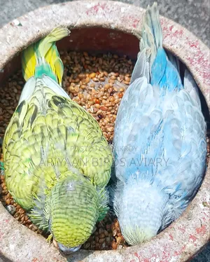 2 Pairs Tame Size Budgerigar