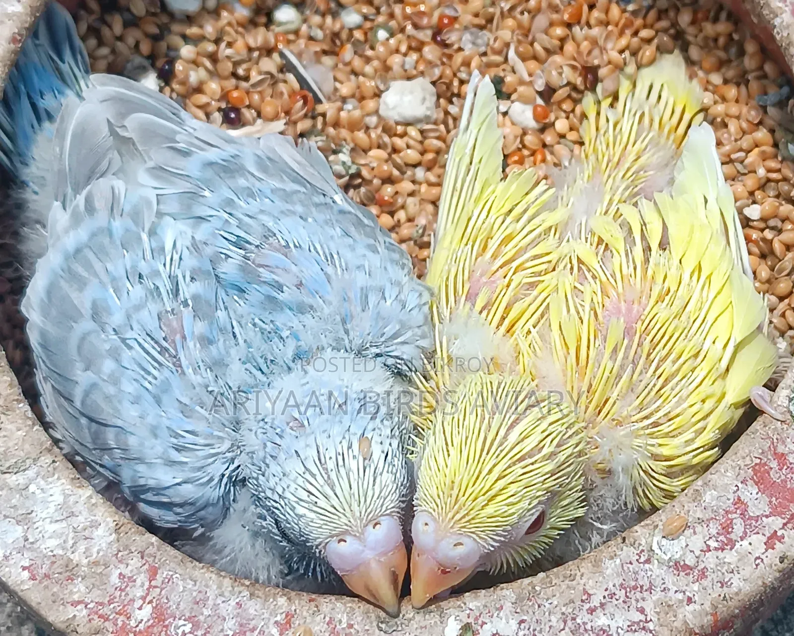 2 Pairs Tame Size Budgerigar