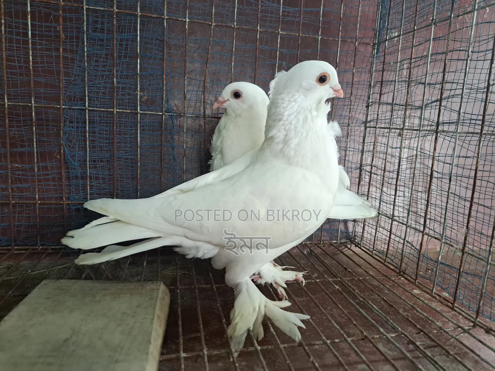 Kagoji Sating Pigeon