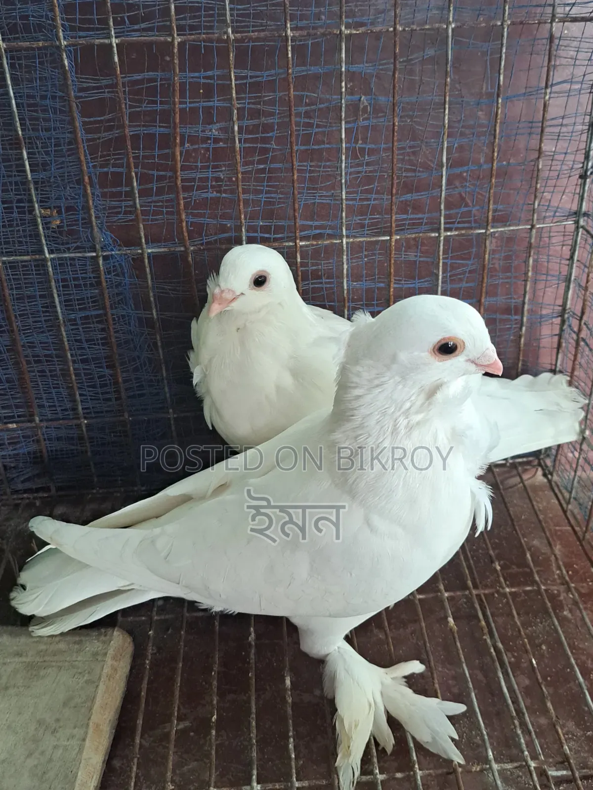 Kagoji Sating Pigeon