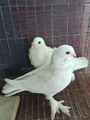 Kagoji Sating Pigeon