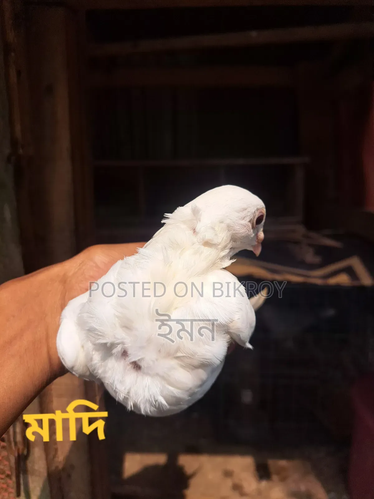 Kagoji Sating Pigeon