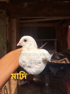 Kagoji Sating Pigeon