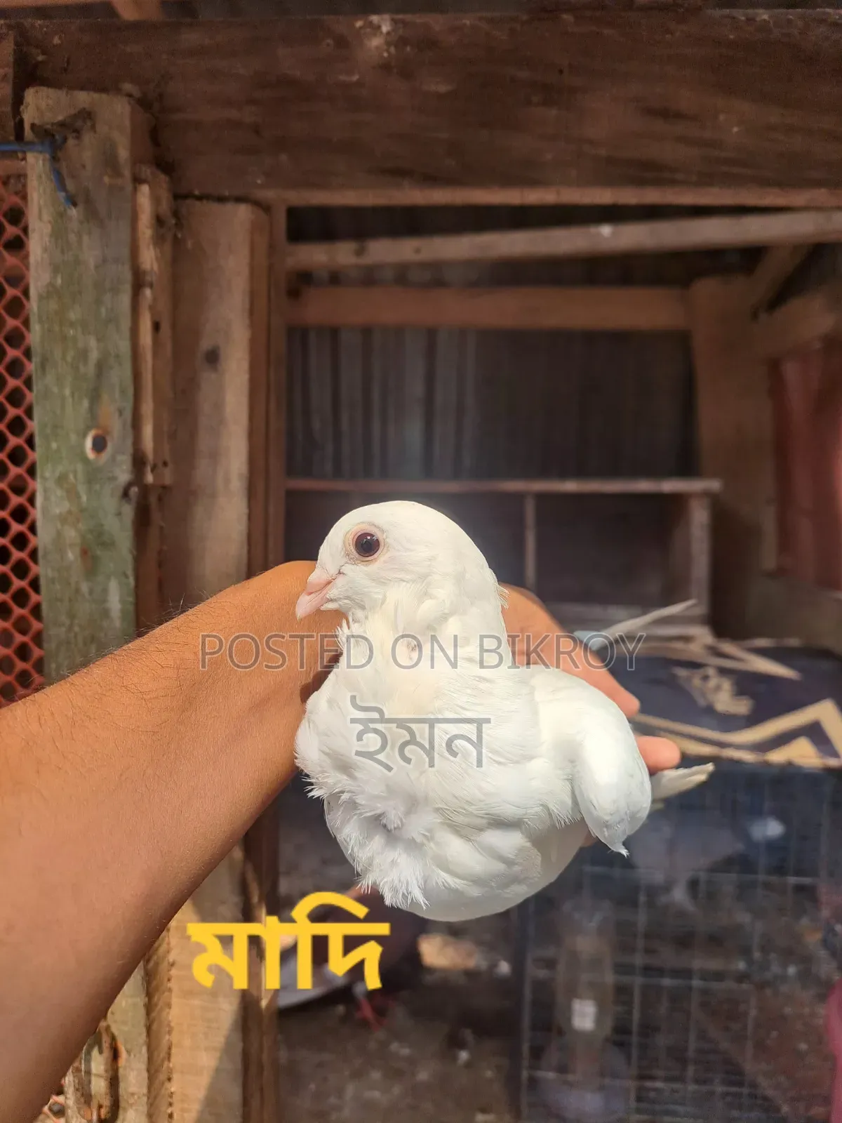 Kagoji Sating Pigeon