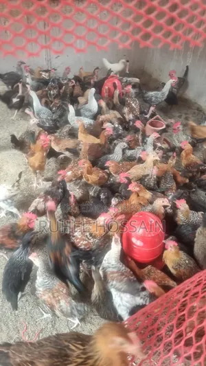 Deshi Chicken