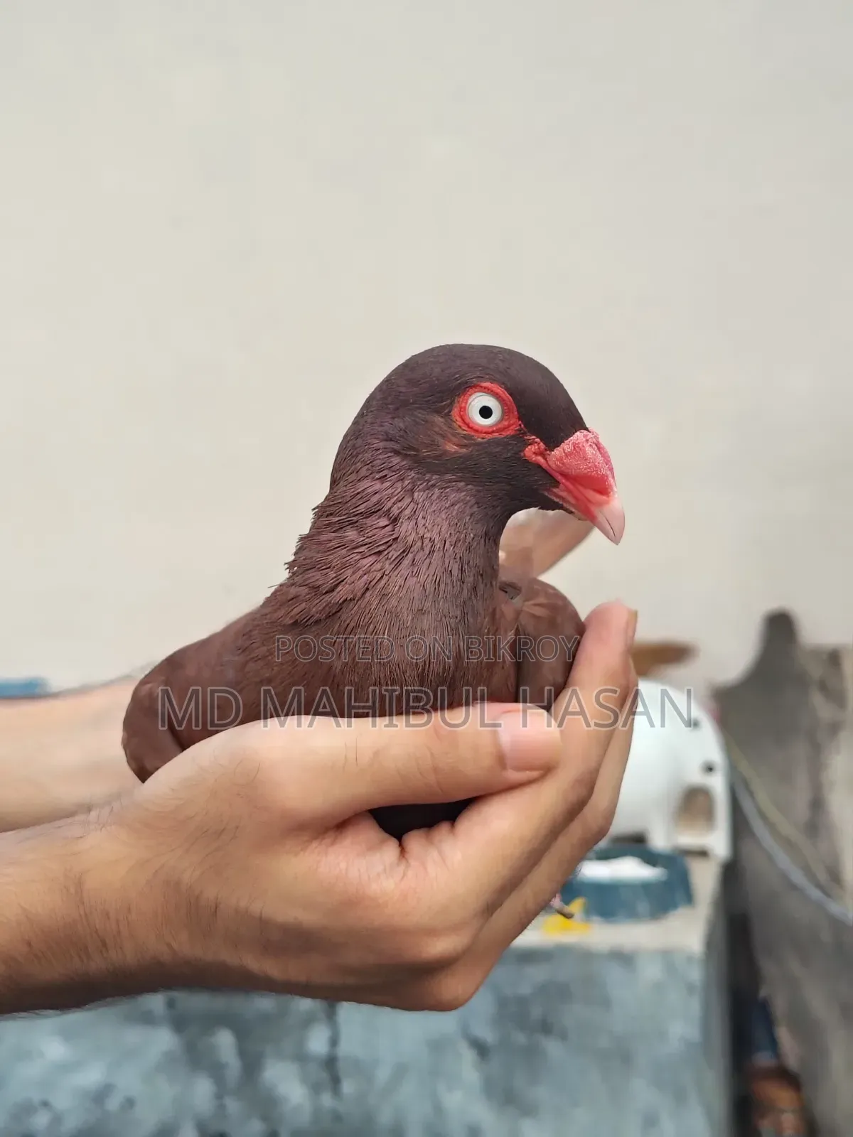 Red Danish Nor