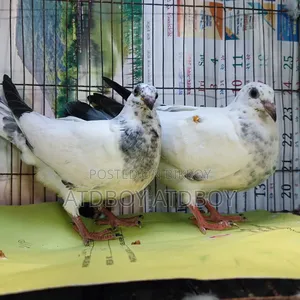 A pair of Grizzle babies for sale.