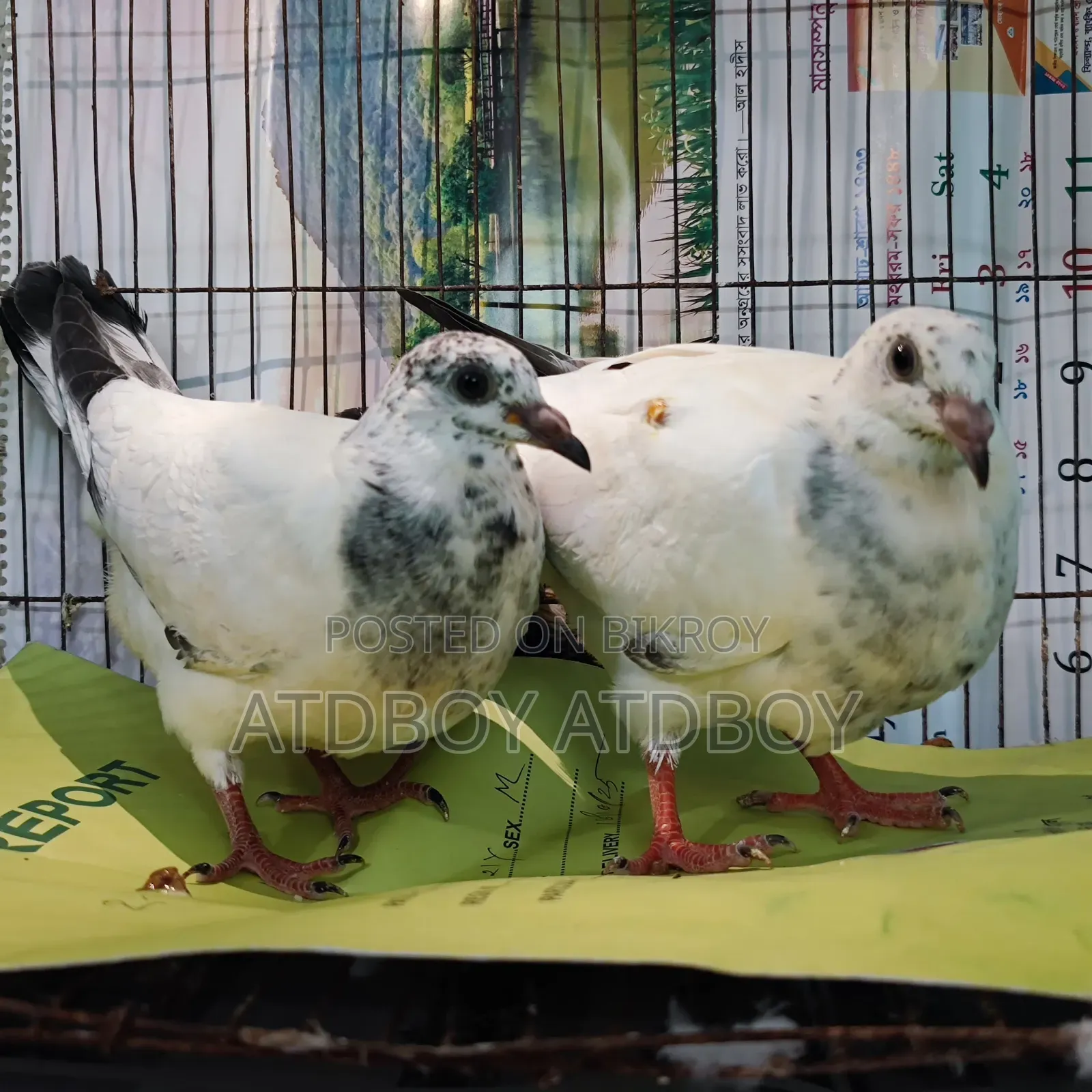 A pair of Grizzle babies for sale.