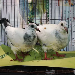 A pair of Grizzle babies for sale.