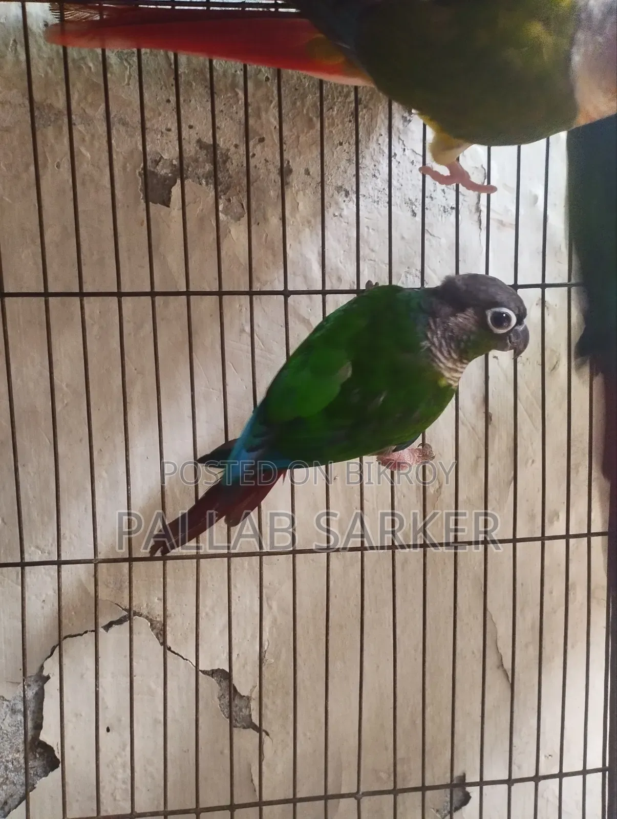 Baby Conure