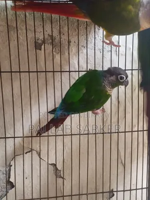 Baby Conure বেবি কুনুর