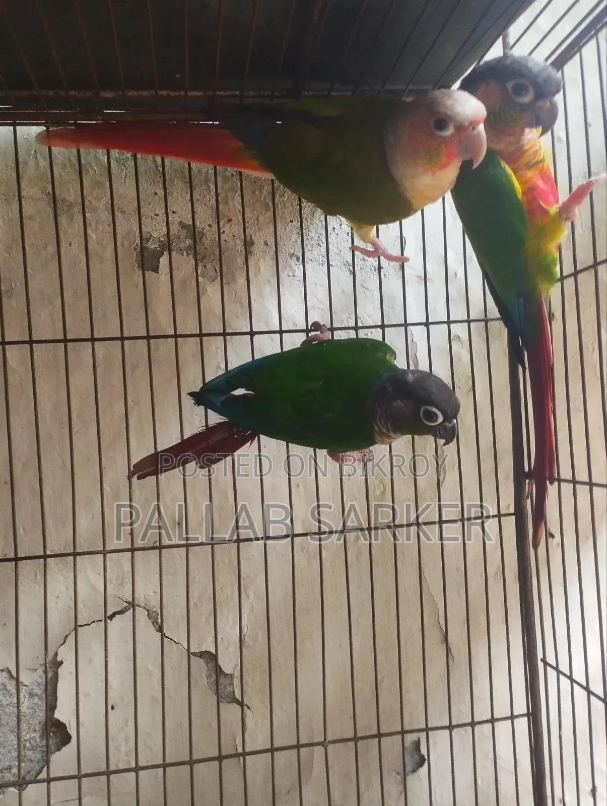 Baby Conure