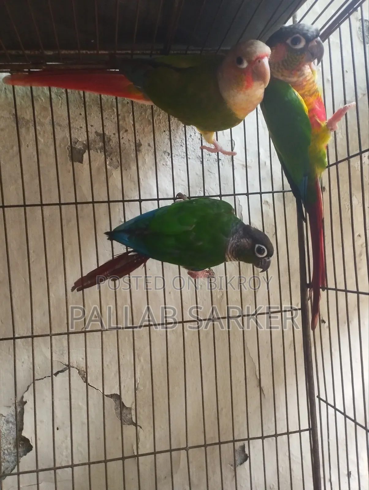 Baby Conure