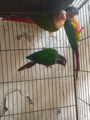 Baby Conure