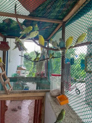 সুস্থ ও সুন্দর বাজিগার পাখি বিক্রয়