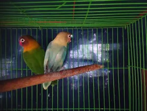 Love Bird