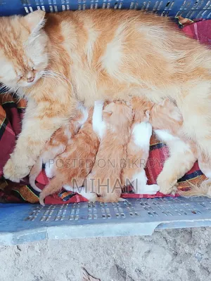 0-1 month Female Purebred Persian