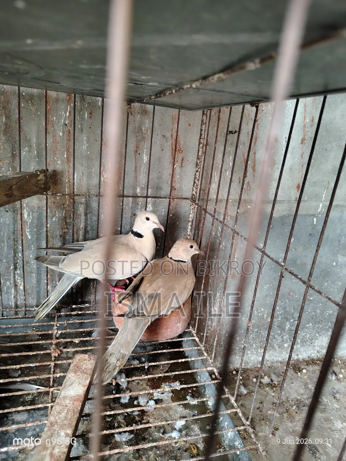 Some dove birds will be sold.