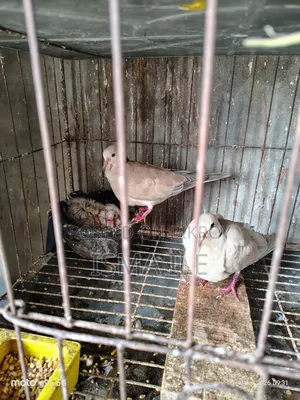 Some dove birds will be sold.