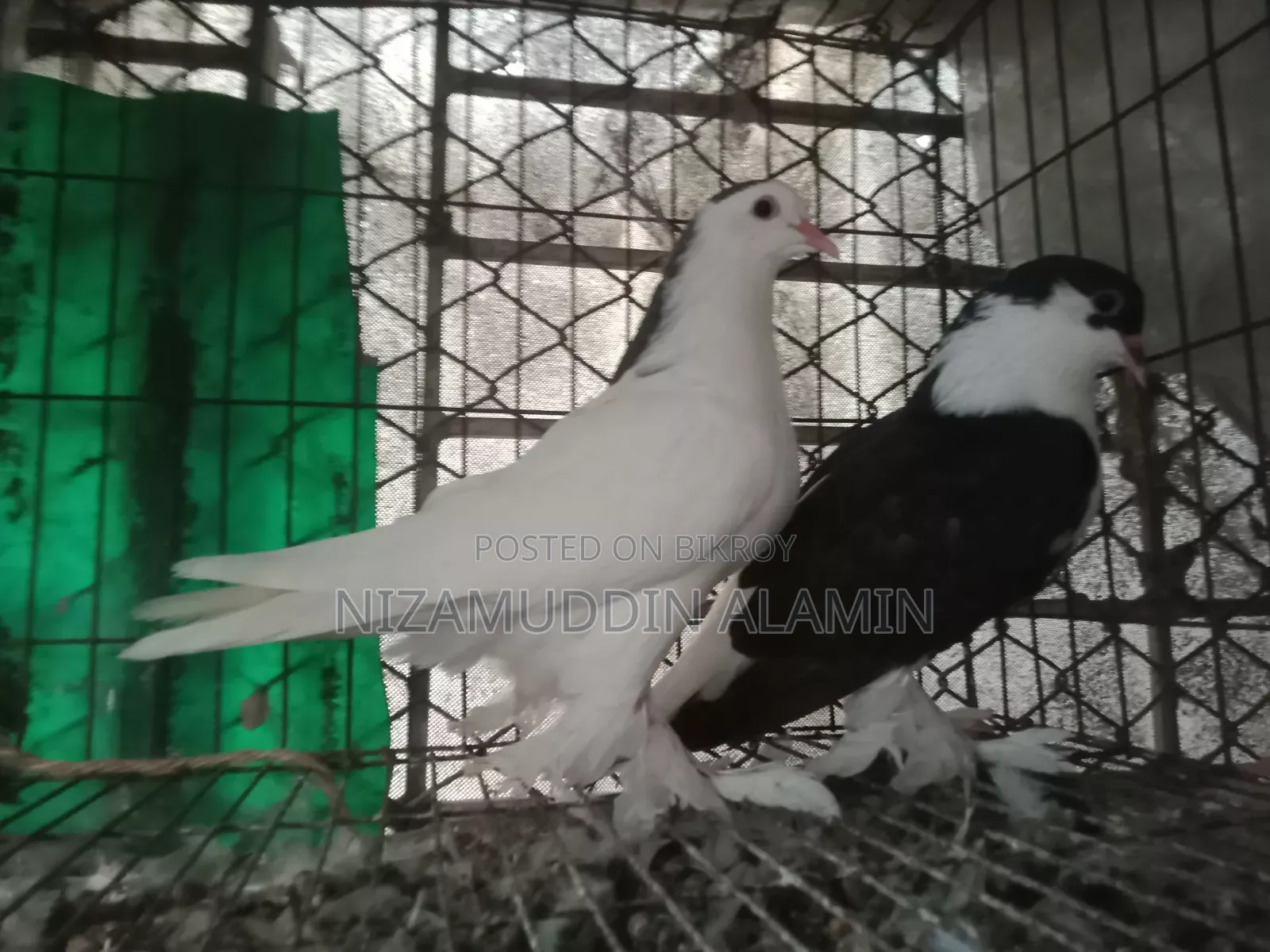জোড়া মিশ্রিত