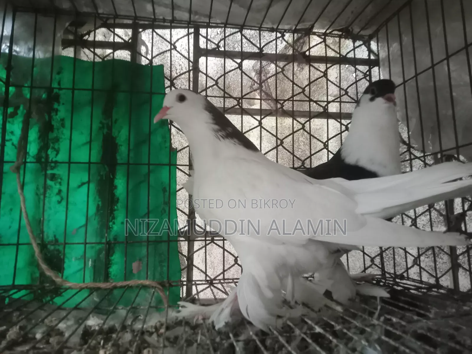 জোড়া মিশ্রিত