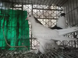 জোড়া মিশ্রিত