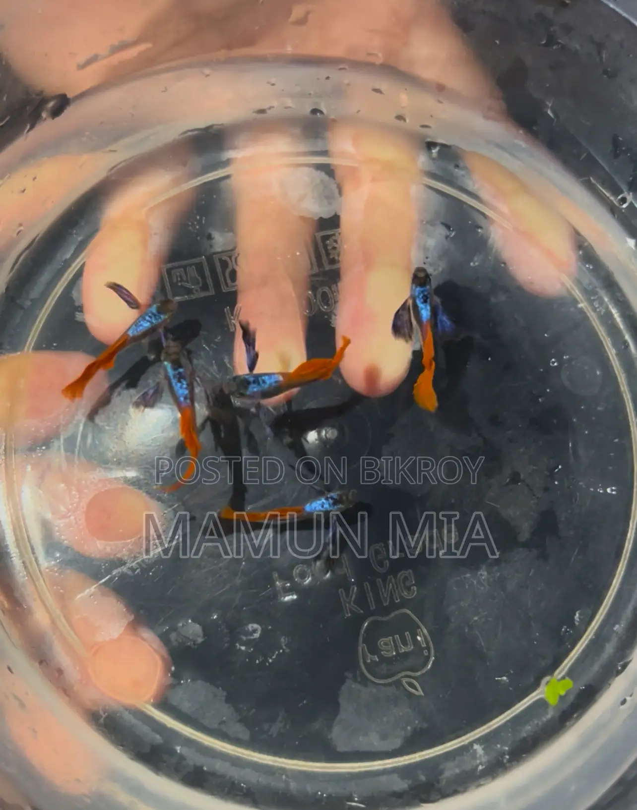 RTP Guppy Fish