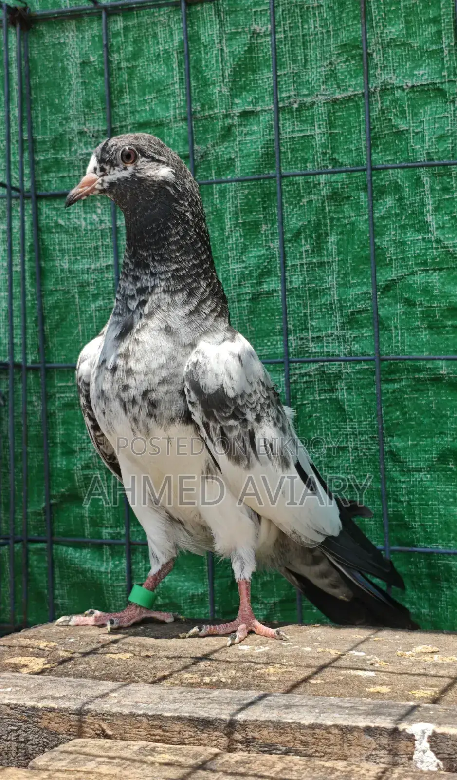 কামাগার মাদি বেবি(৩ পর)