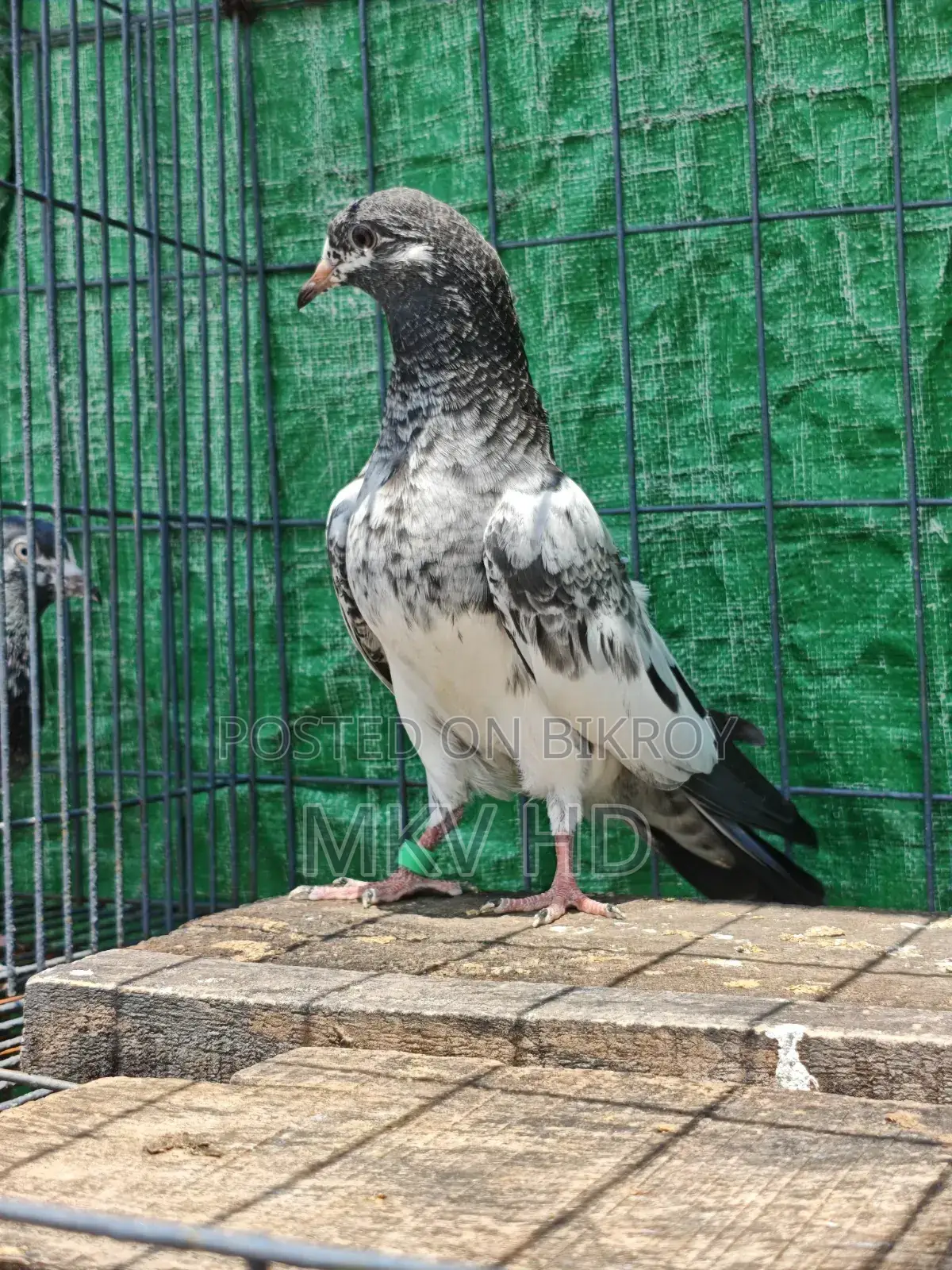 কামাগার মাদি বেবি(৩ পর)
