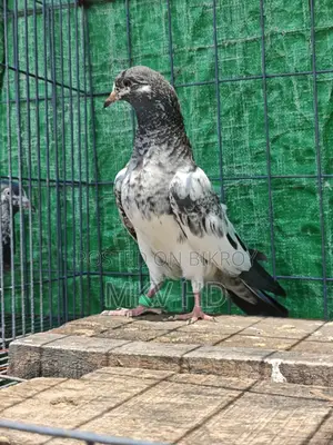 কামাগার মাদি বেবি(৩ পর)