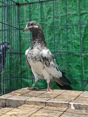 কামাগার মাদি বেবি(৩ পর)