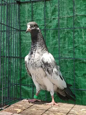 কামাগার মাদি বেবি(৩ পর)