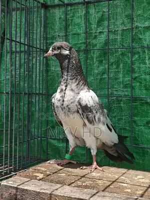 কামাগার মাদি বেবি(৩ পর)
