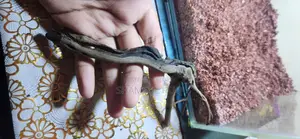 ফুল অ্যাকুরিয়াম সেটআপ সেল